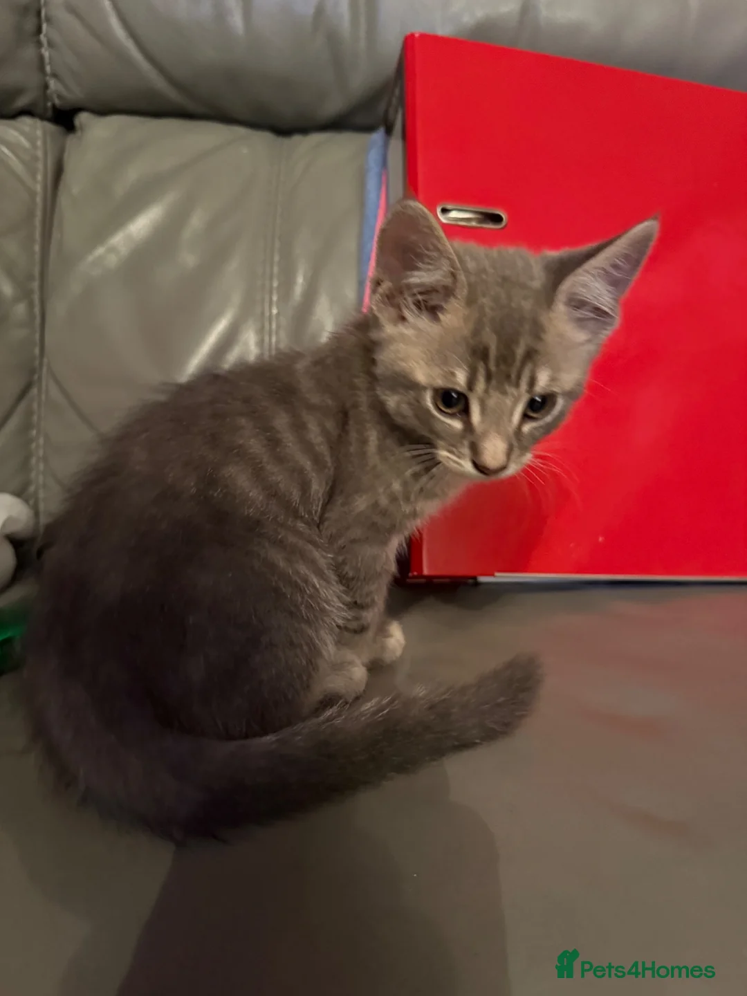 Mixed Breed cats for sale: 8 weeks old part ragdoll kitten  - Advert 2