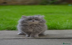 British Longhair cats for sale: TICA British Longhair Kittens  - Image 6