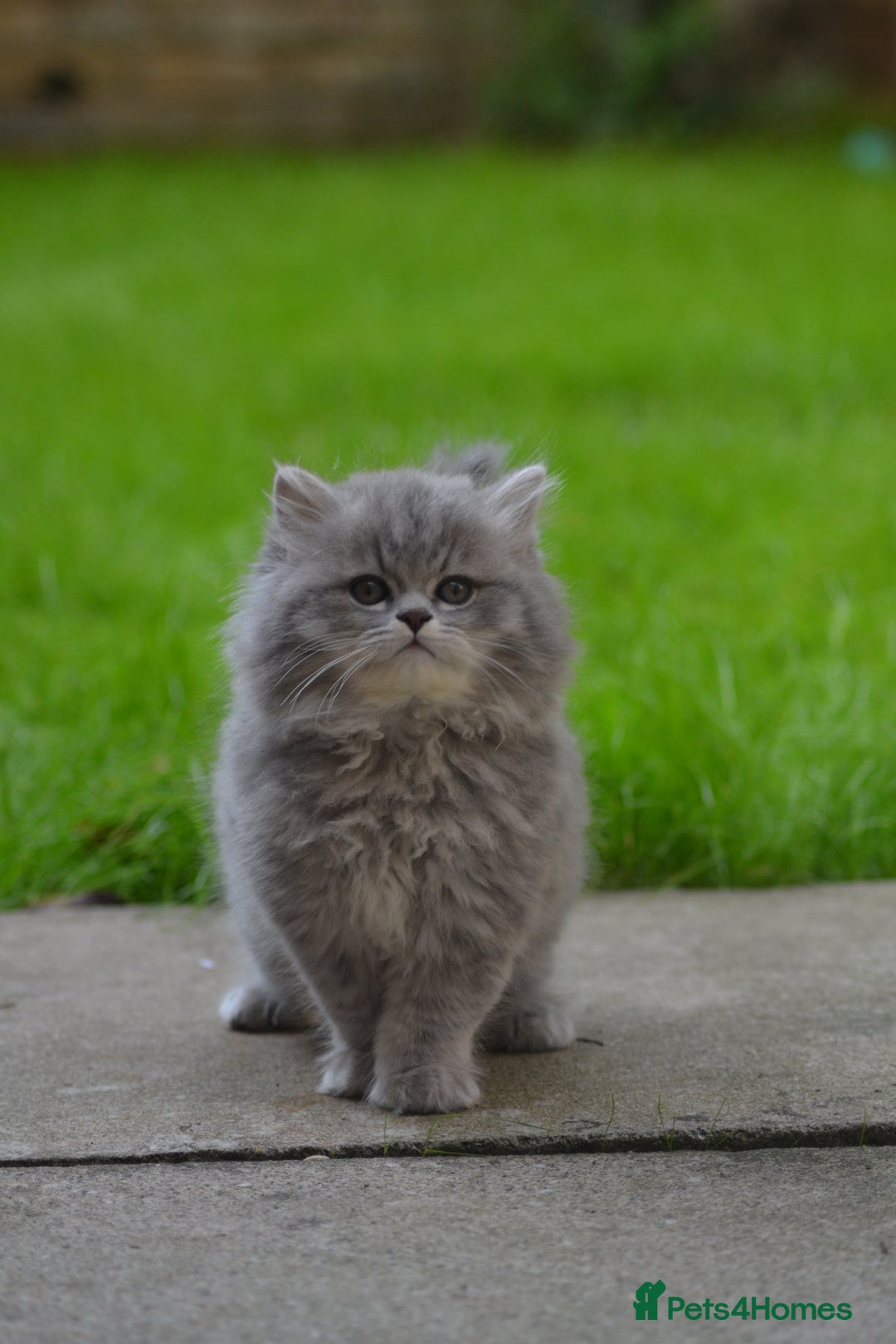 British Longhair cats for sale: TICA British Longhair Kittens  - Image 6