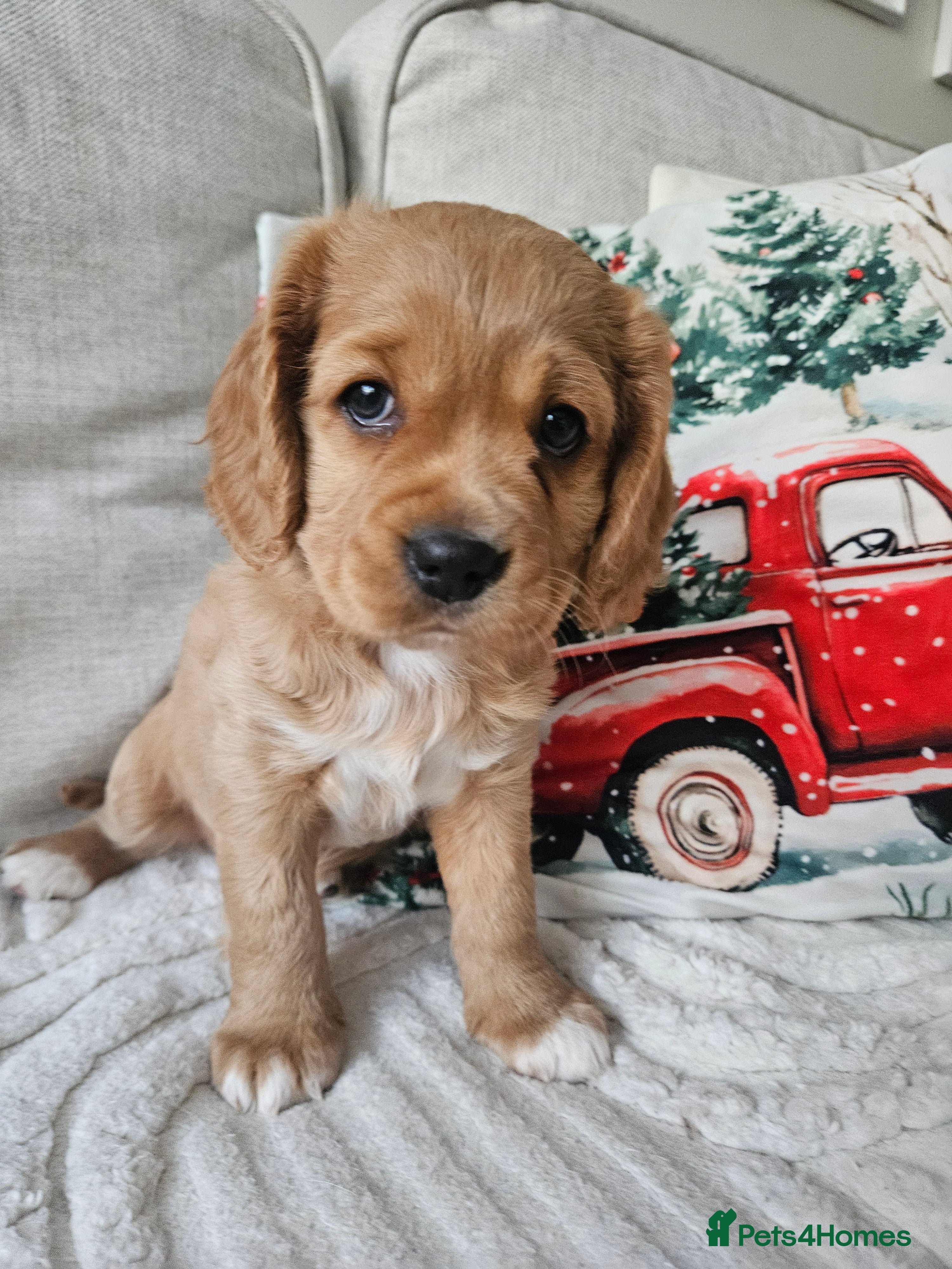 Mixed Breed dogs  Cavapoo girl Ready from 24 December  - Advert 2