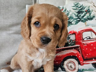 Mixed Breed dogs Cavapoo girl Ready from 24 December - Advert 2