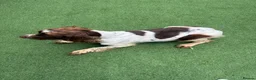 English Springer Spaniel dogs for sale: 🐾❤️ OUR BEAUTIFUL COCO – LOOKING FOR FOREVER HOME - Advert 5