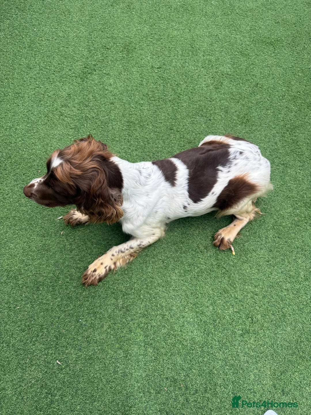 English Springer Spaniel dogs for sale: 🐾❤️ OUR BEAUTIFUL COCO – LOOKING FOR FOREVER HOME - Advert 5