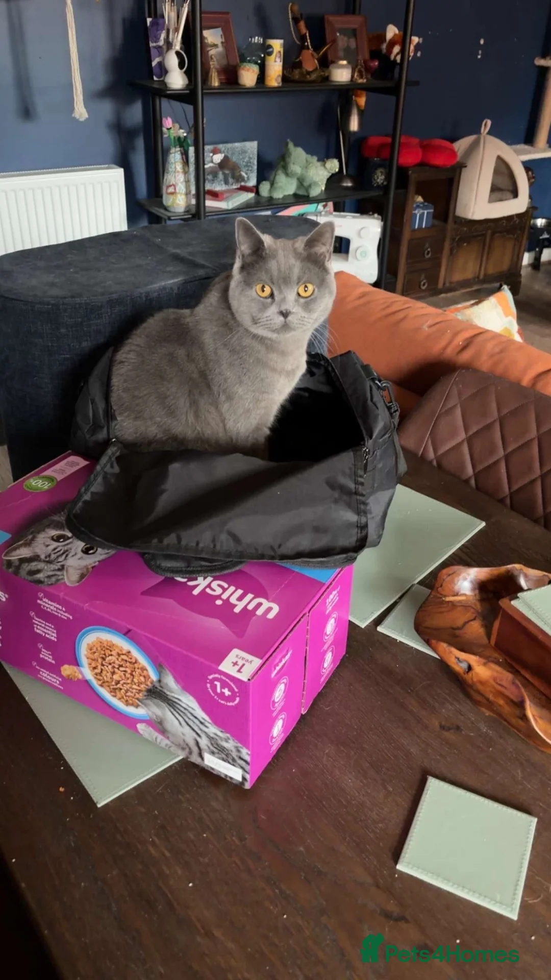 British Shorthair cats for sale: 2 year old Blue British short hair male in Bolton - Advert 2