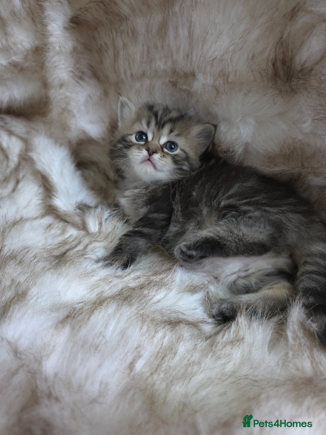 Persian cats for sale: Persian kittens  - Advert 17