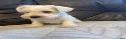 Miniature Schnauzer dogs for sale: Beauiful miniature schnauzer puppies available  - Advert 2