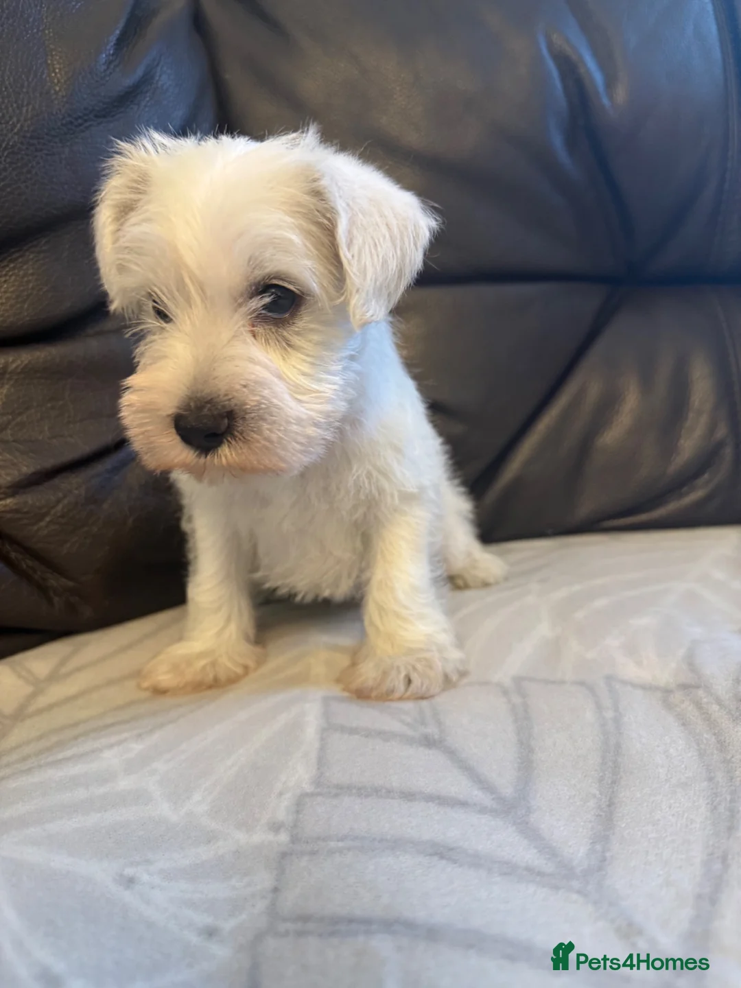 Miniature Schnauzer dogs for sale: Beauiful miniature schnauzer puppies available  - Advert 2