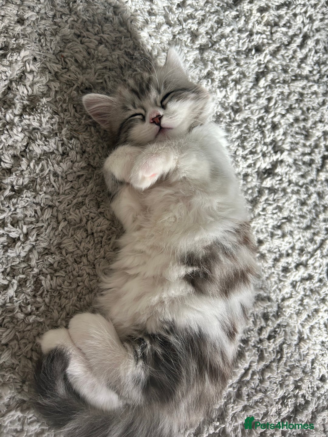 Persian cats for sale: Persian cross kittens  - Image 18