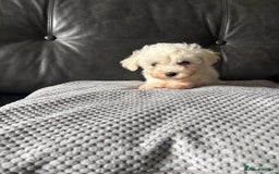 Bichon Frise dogs for sale: Bichon Frise Puppies- Ready to leave - Image 18