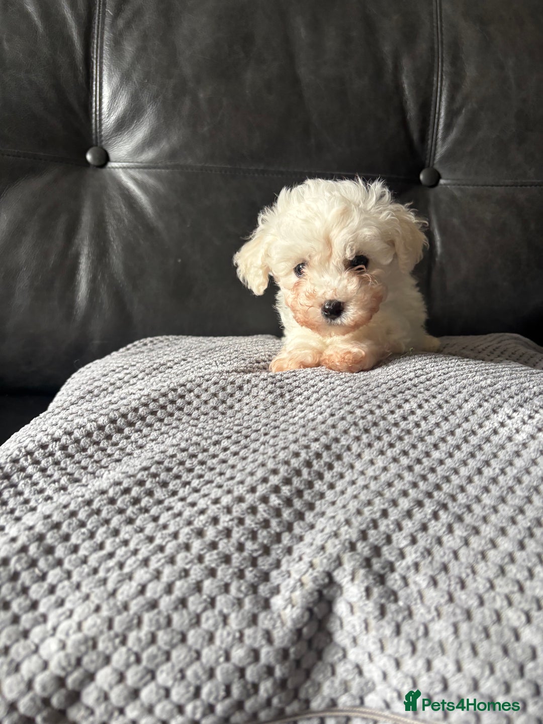 Bichon Frise dogs for sale: Bichon Frise Puppies- Ready to leave - Image 18