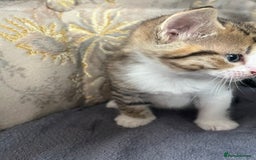 Egyptian Mau cats for sale: Egyptian mau x - Image 1