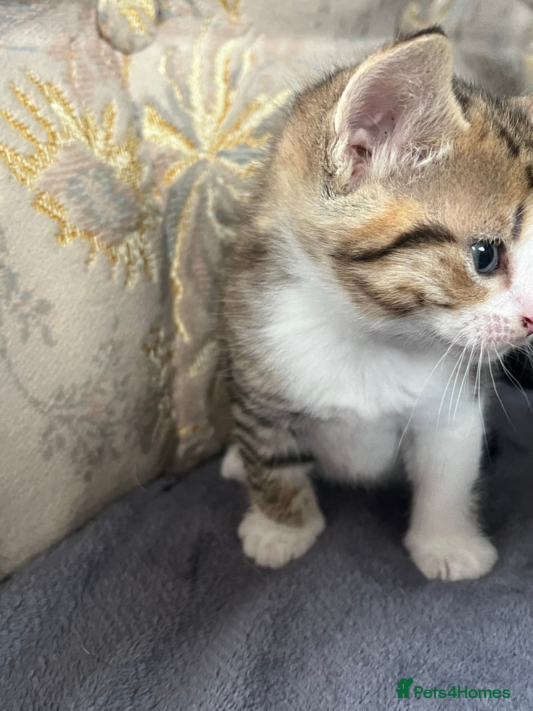 Egyptian Mau cats for sale: Egyptian mau x - Image 1
