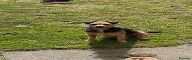 Patterjack 1