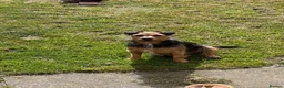 Patterjack dogs for sale: 2 patterjack sisters in Tamworth - Advert 2