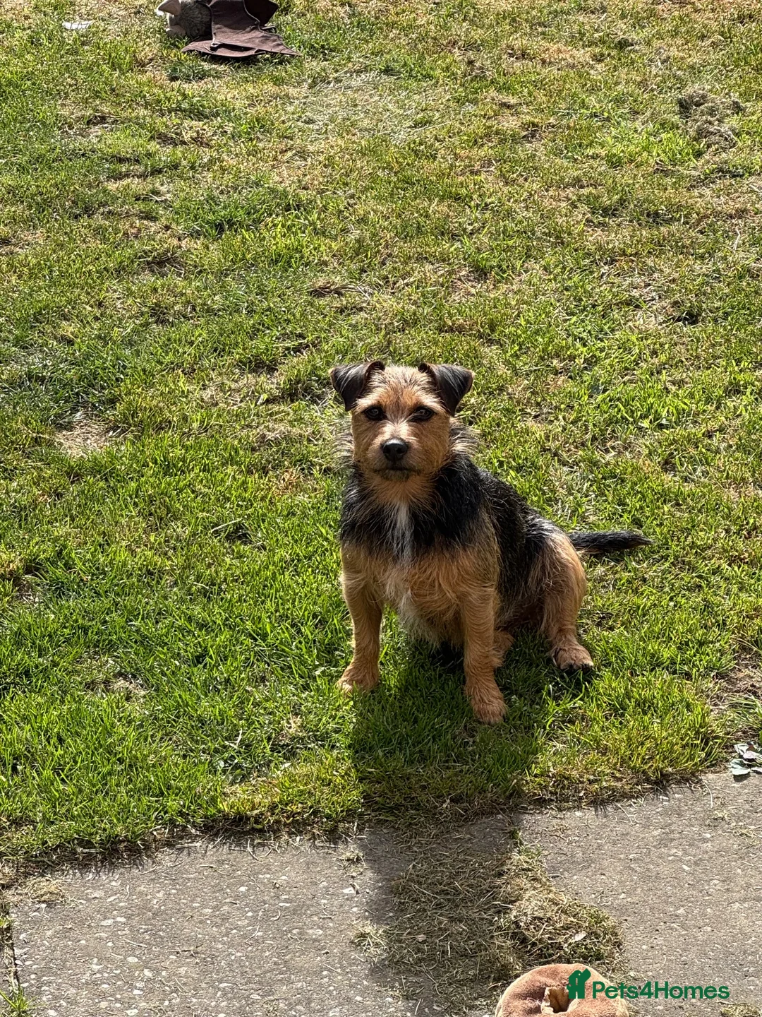 Patterjack dogs for sale: 2 patterjack sisters in Tamworth - Advert 2