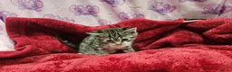 Bengal cats for sale: Bengal kitten's mix - Advert 22