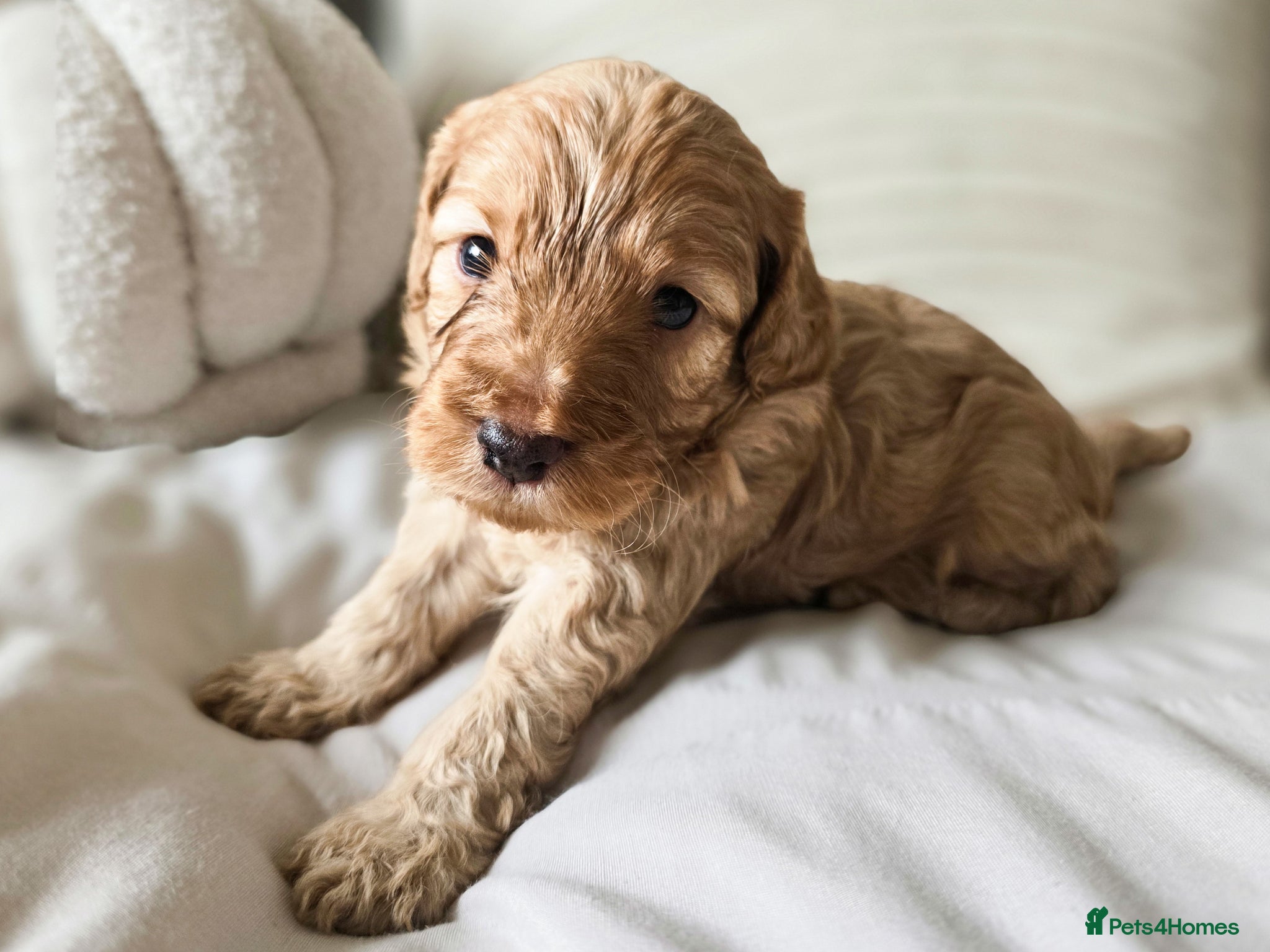 Cockapoo dogs Our last Beautiful F1b Cockapoo boy - Advert 15