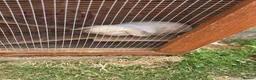 Mini Lop rabbits for sale: Lop rabbits are sister in Halesowen - Advert 4