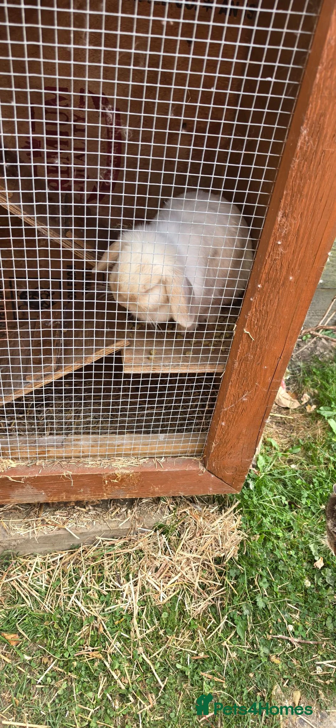 Mini Lop rabbits for sale: Lop rabbits are sister in Halesowen - Advert 4