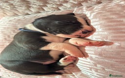 Great Dane dogs for sale: Stunning Great Dane Mantle Puppies - Image 4