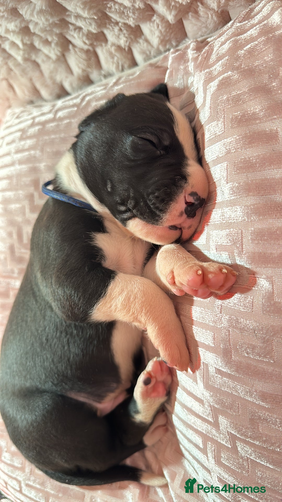 Great Dane dogs for sale: Stunning Great Dane Mantle Puppies - Image 4