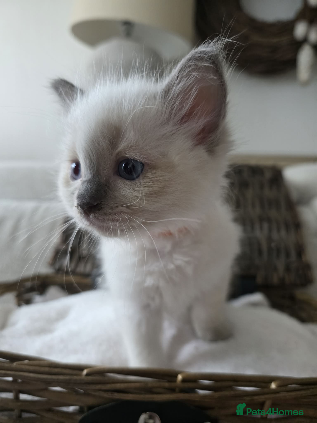 Ragdoll cats for sale: ✨RARE ALL LILAC LITTER GCCF&TICA Ragdoll Kittens✨ - Advert 32