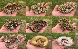 Python Snake reptiles for sale: Royal python hatchlings for sale  - Image 1