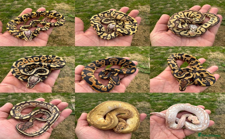 Python Snake reptiles - Advert 8