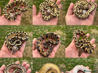 Python Snake reptiles - Advert 4