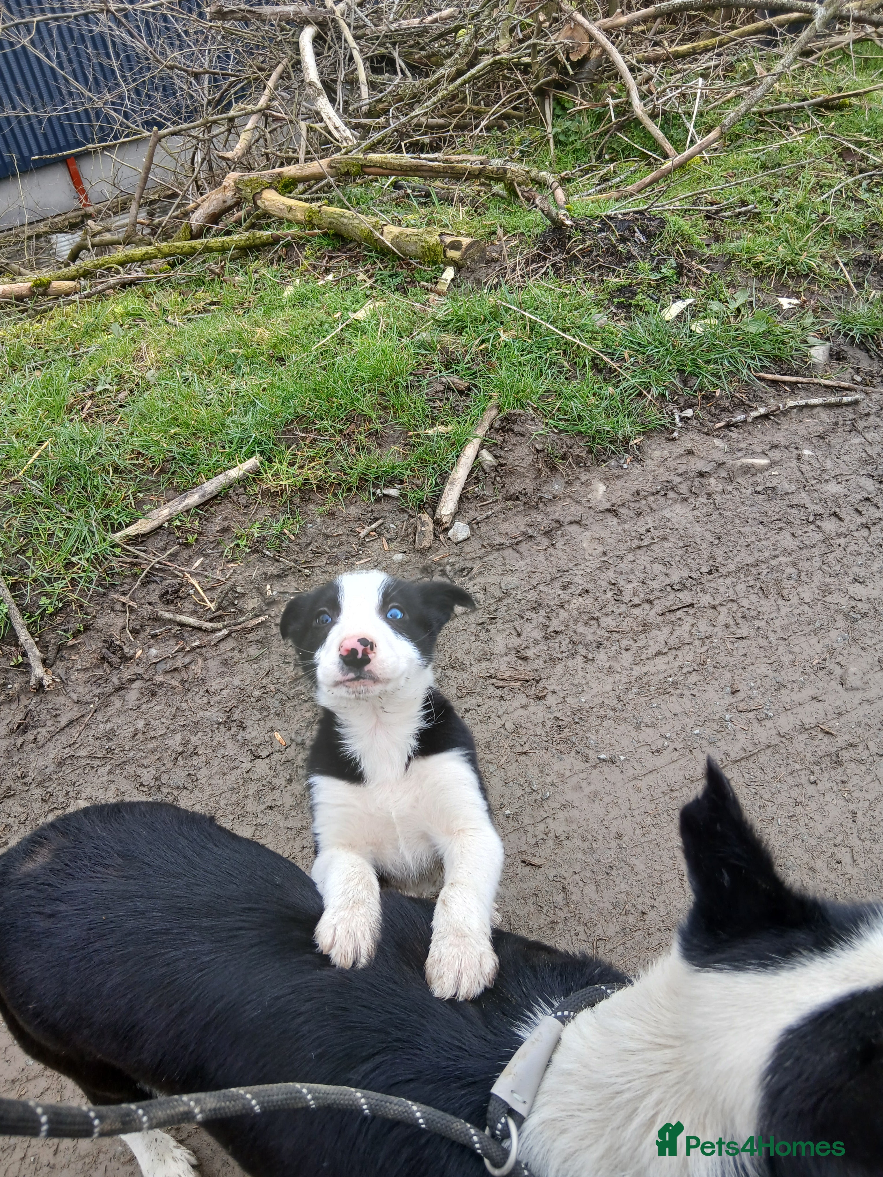 Border Collie dogs BLACK AND WHITE MALE COLLIE AVAILABLE  - Advert 12