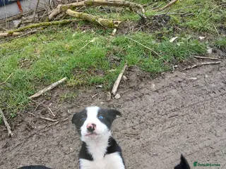 Border Collie dogs BLACK AND WHITE MALE COLLIE AVAILABLE - Advert 9