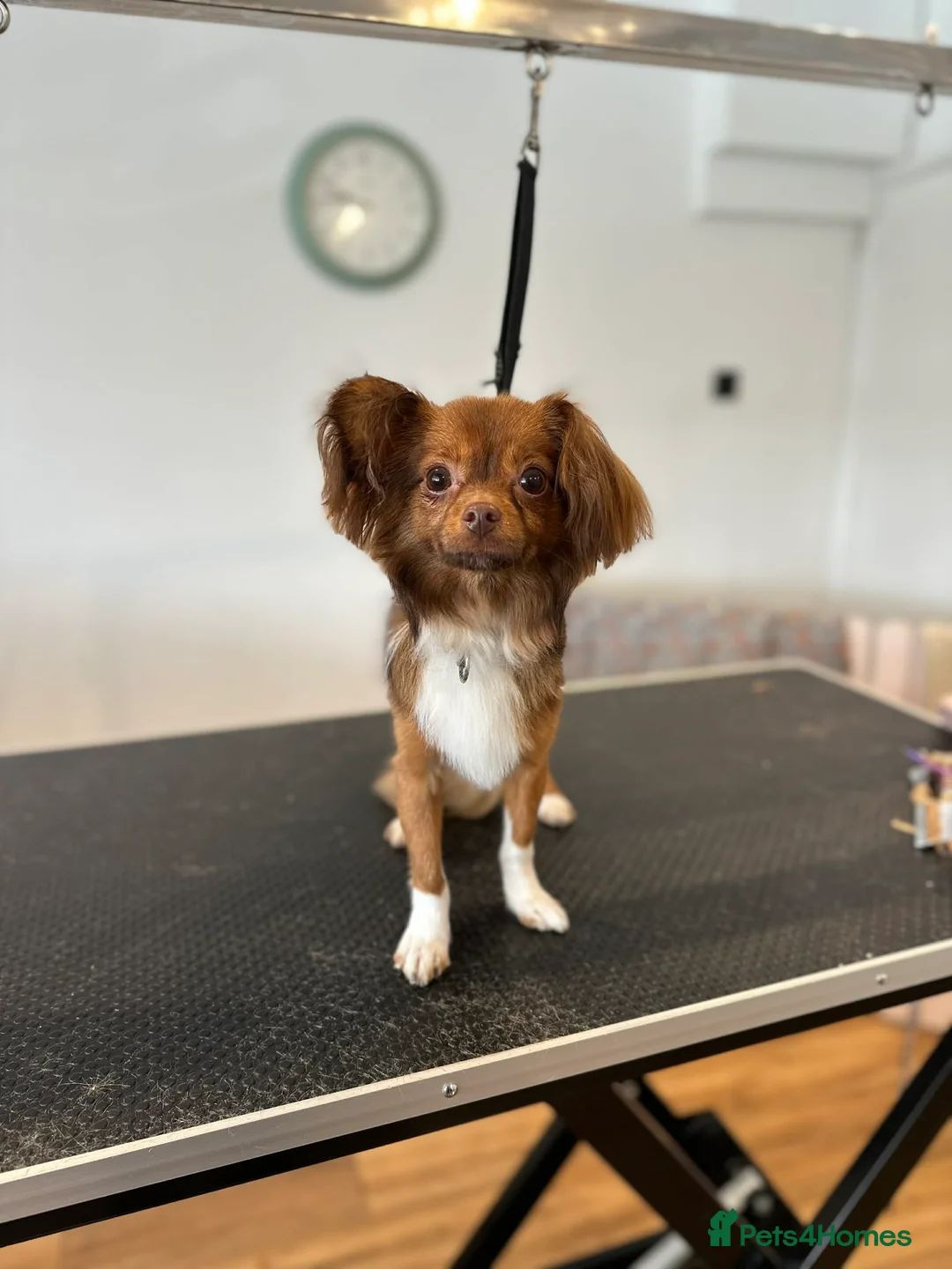 Pomchi dogs for sale: Male pomchi in Southampton - Advert 2