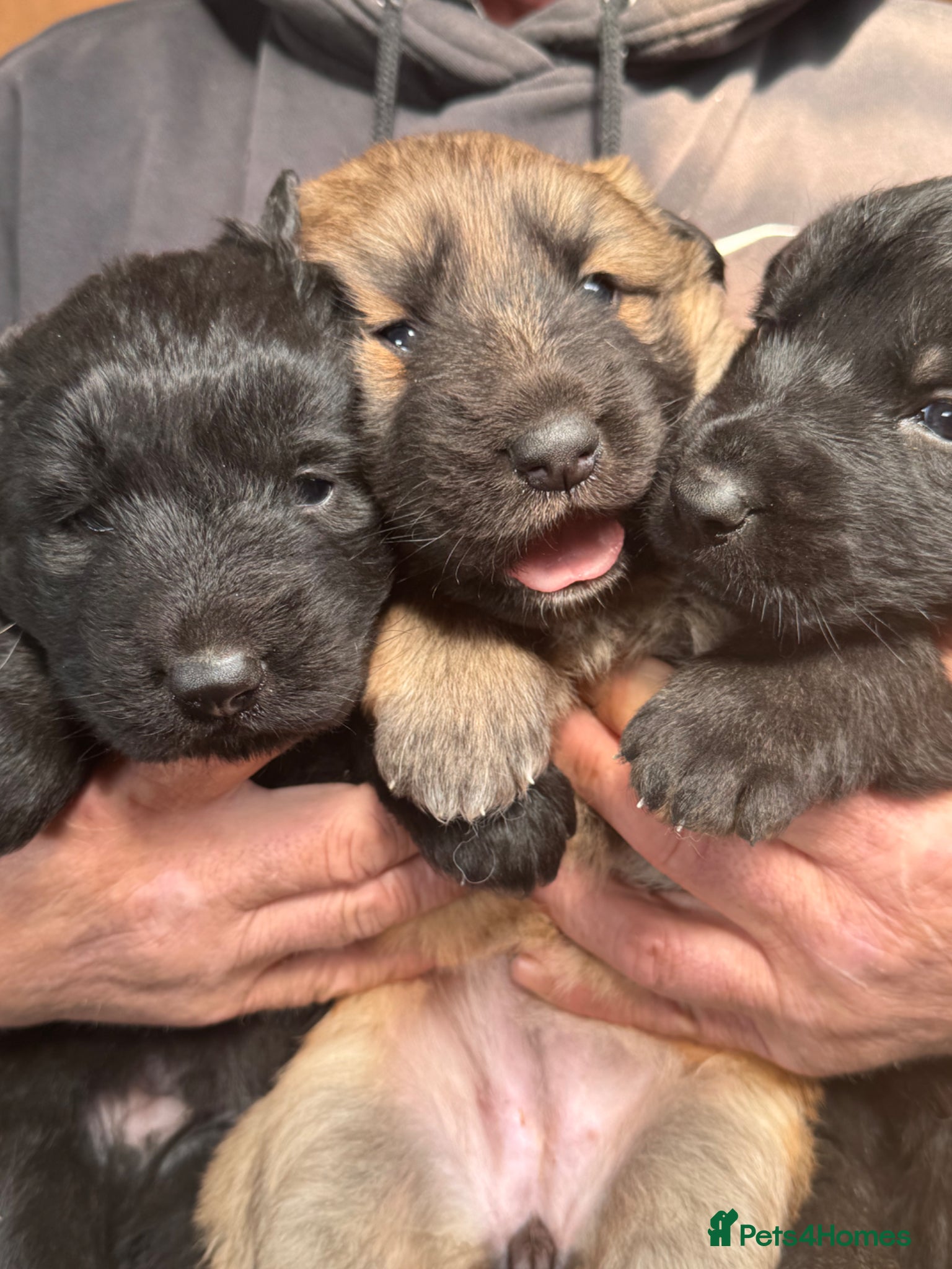 German Shepherd dogs 3 beautiful straight back German shepherd puppys - Advert 1