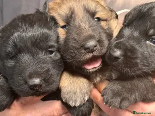 German Shepherd dogs 3 beautiful straight back German shepherd puppys - Advert 1