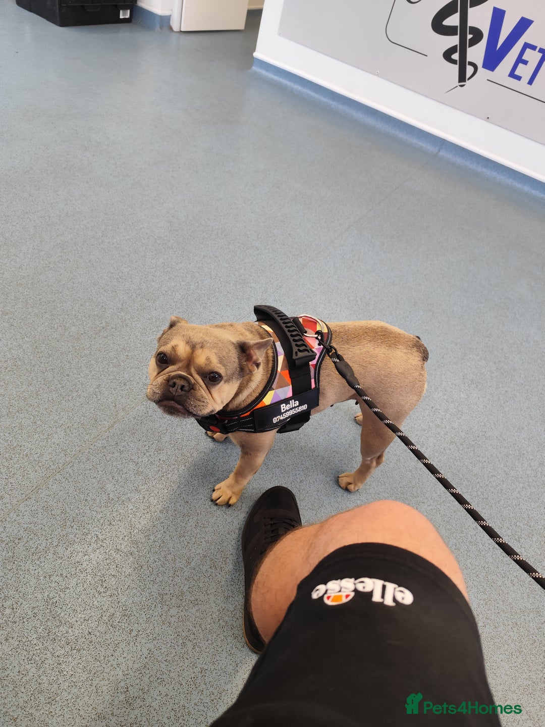French Bulldog dogs for sale: Bulldog franch  - Image 7