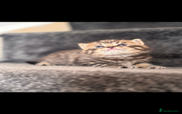 British Shorthair cats for sale: British shorthair kittens ready to leave now!! - Image 8