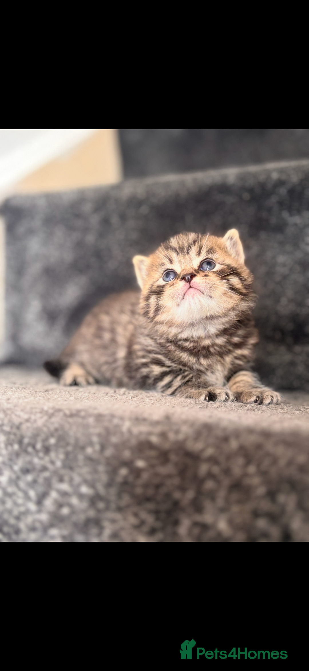 British Shorthair cats for sale: British shorthair kittens ready to leave now!! - Image 8