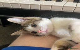 European cats for sale: 2 Adorable Kittens ready for their forever homes  - Image 4