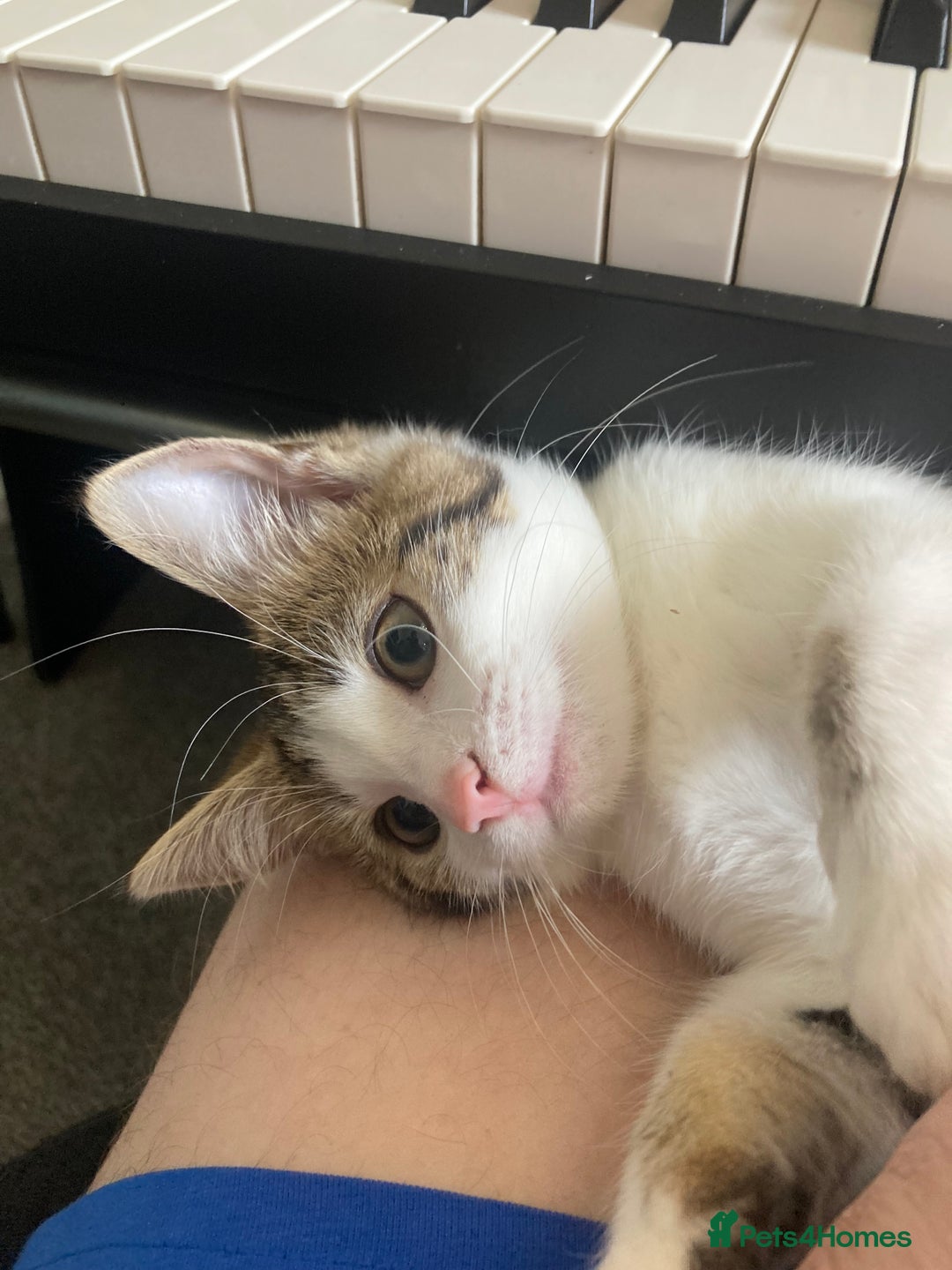 European cats for sale: 2 Adorable Kittens ready for their forever homes  - Image 4