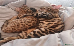 Bengal cats for sale: Intensively socialised bengal kittens - lap cats! in Scunthorpe - Image 1