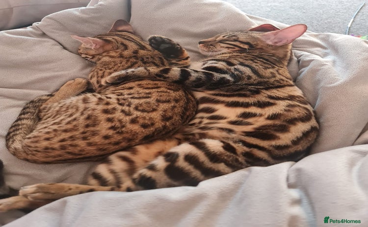 Bengal cats in Scunthorpe - Advert 3