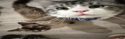 Maine Coon cats for sale: Maincoon X Ragdoll SALE - Advert 14