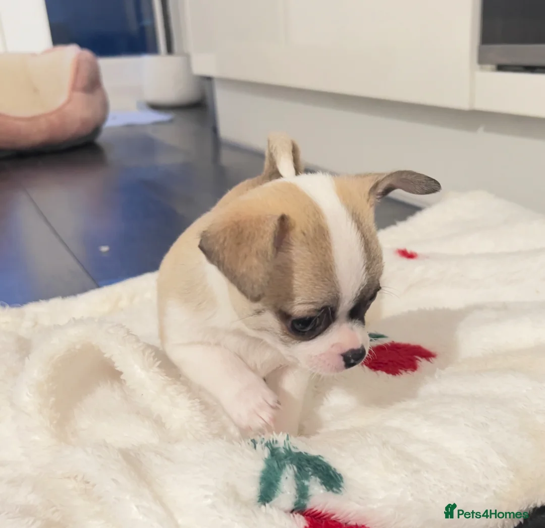 Chihuahua dogs for sale: Chihuahua puppies for sale 🐶💙 - Advert 1