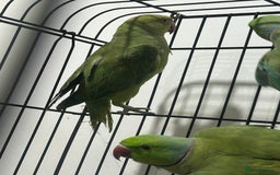 Ringnecks birds for sale: Indian ring neck - Image 8