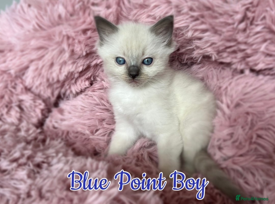 Ragdoll cats for sale: Purebred Ragdoll Kittens 😻😻 - Image 5