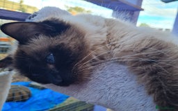 Ragdoll cats for sale: Pure Ragdoll kittens  - Image 4