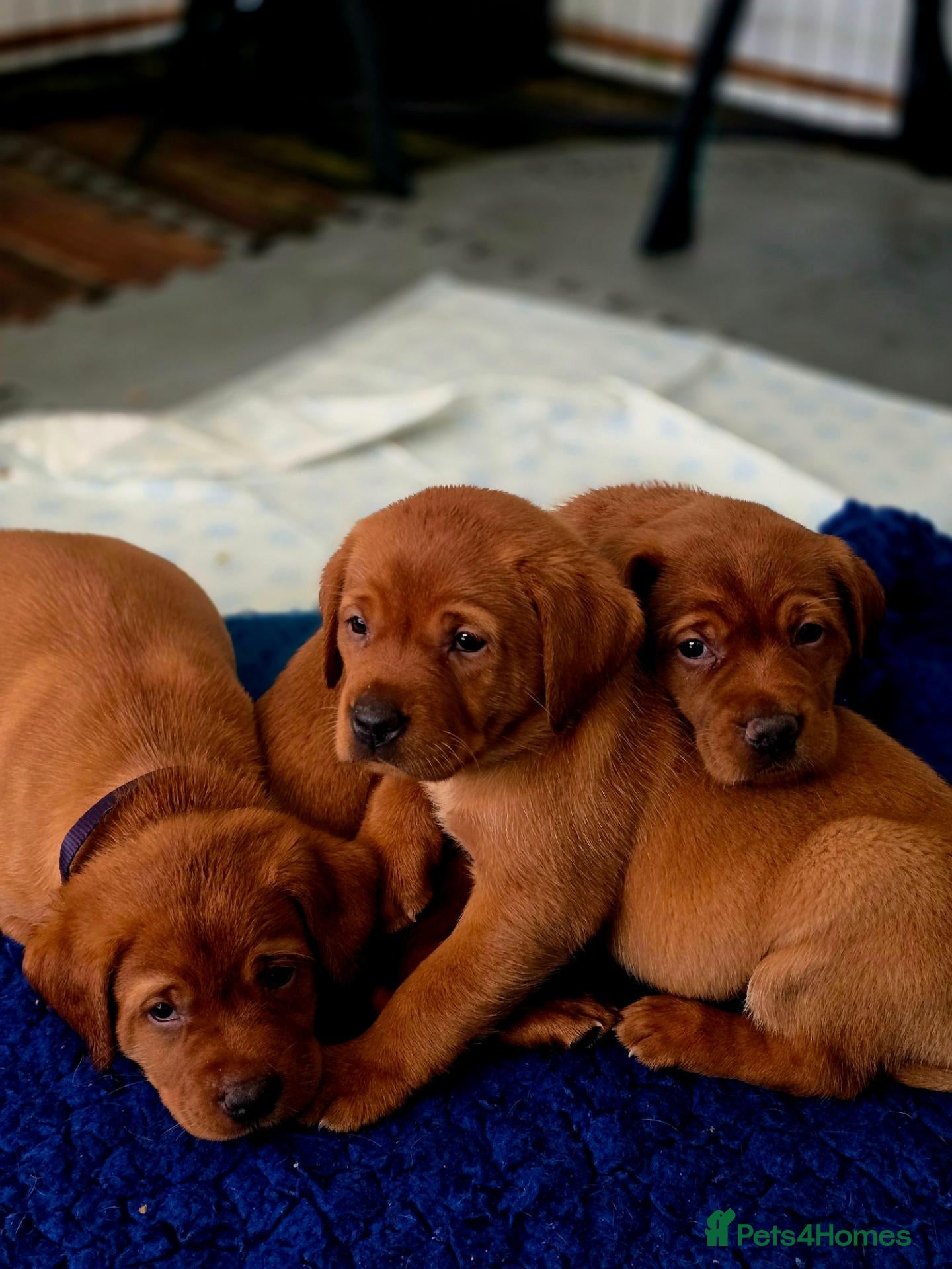 Labrador Retriever dogs for sale: Stunning litter of Fox Red Labrador Retrievers  - Advert 2