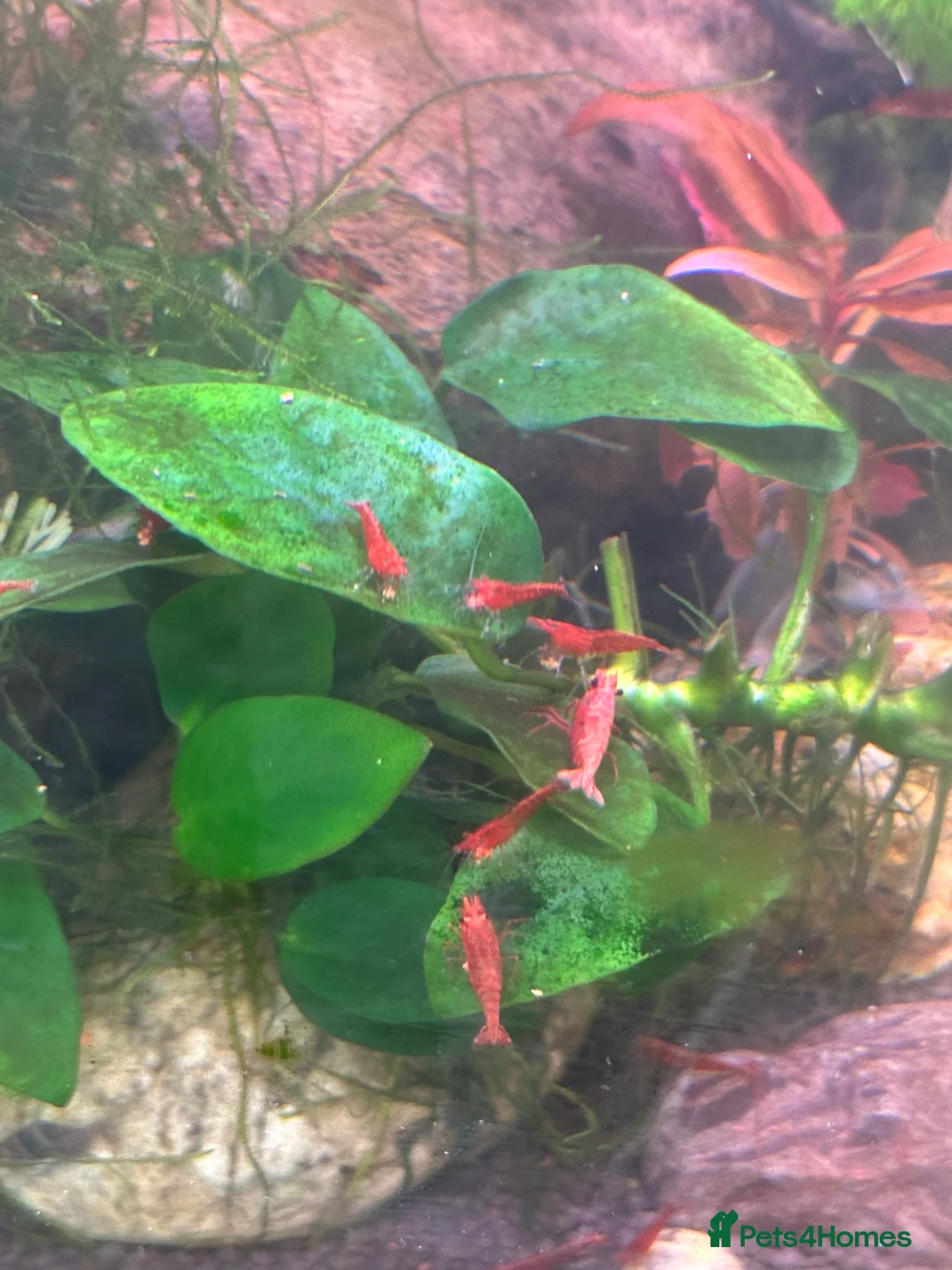 Shrimps fish for sale: Red Cherry Shrimps - Advert 2