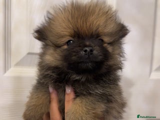 Pomeranian dogs in Derby - Advert 30