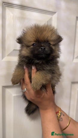 Pomeranian dogs in Derby - Advert 2